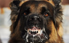 Con chó cắn 4 người ở Quảng Ngãi là chó dại