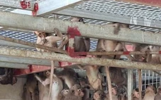 Bắt xe khách liên tỉnh chở 181 con khỉ, 16 con rái cá và 14 chim hồng hoàng