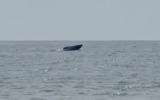 Cá voi bơi lội tung tăng ở biển Mũi Né