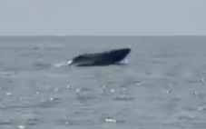 Cá voi bơi lội tung tăng ở biển Mũi Né