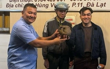 Tê tê bò vào tầng hầm quán nhậu ở Đà Lạt, chủ quán gọi báo kiểm lâm