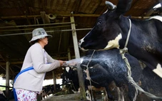 Chủng lở mồm long móng mới xuất hiện ở Trung Quốc, nguy cơ xâm nhập vào Việt Nam