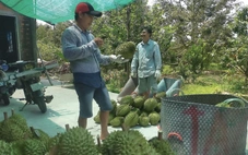 Giá sầu riêng ở miền Tây giảm gần một nửa chỉ trong một tuần