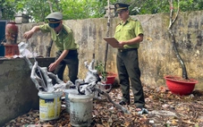 Thanh Hóa ngăn chặn khai thác, buôn bán cây muội hồng