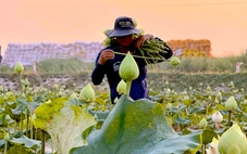 Trồng sen trắng thu hoạch bông kiếm tiền triệu mỗi ngày