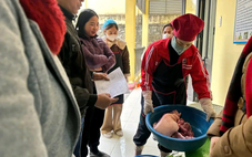 Yêu cầu làm rõ nghi vấn thịt heo nấu ăn cho trẻ mầm non nhiễm khuẩn E.coli và dịch tả