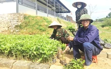 Giá cây keo tràm giống tăng gấp đôi và khan hiếm gây khó cho người trồng rừng