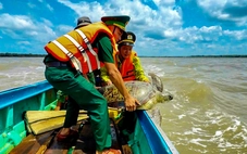 Thả con vích nặng hơn 60kg bị mắc lưới về lại biển