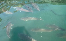 Việt Nam đang nuôi thử giống cá cam đắt giá, tính toán nuôi cá ngừ đại dương