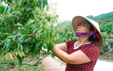 'Chăm cây hơn chăm con', nông dân vẫn lo mất mùa vải thiều