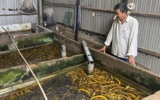 Miền Tây: Giá lươn lao dốc mạnh, người nuôi điêu đứng