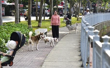 Chó thả rông chạy khắp cầu thang chung cư