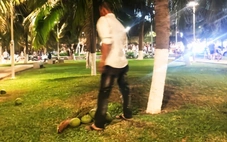 Xác minh 2 người đàn ông hái dừa trong công viên ven biển Nha Trang rồi bán cho khách