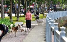 Nuôi chó: Làm ơn hãy biết ngượng và biết điều!