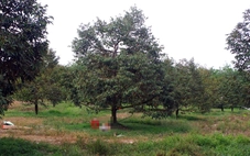 Người đàn ông gục chết trong vườn sầu riêng ở Đồng Nai nghi trúng đạn