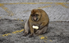 Độc lạ loài khỉ 'ăn đất' chữa đau bụng do... ăn đồ ăn nhanh của du khách