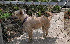 Một người đàn ông bán thịt chó ở Đồng Tháp chết do mắc bệnh dại