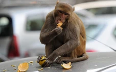 Đô thị hóa làm động vật ‘bạo’ hơn và ngày càng giống nhau