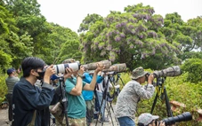 Chi hàng trăm triệu đổi lấy khoảnh khắc chụp được loài voọc quý trên bán đảo Sơn Trà