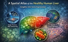 Lập bản đồ gene gan người, hé lộ cơ chế bệnh gan nhiễm mỡ