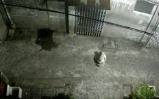 Chủ nuôi chó không biết ngượng thì phải xử lý, chứ sao phải kêu gọi mãi?