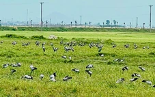 Xuất hiện đàn chim trời với hàng trăm con trên cánh đồng ở Hà Tĩnh