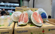 Gần 1 tấn bưởi trồng ở Đồng Tháp đi máy bay sang Úc, chào bán ở chợ đầu mối Sydney