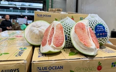 Gần 1 tấn bưởi trồng ở Đồng Tháp đi máy bay sang Úc, chào bán ở chợ đầu mối Sydney