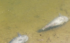 Cá chết hàng loạt quanh khu bơm cát dự án sân bay Cà Mau