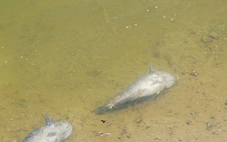 Cá chết hàng loạt quanh khu bơm cát dự án sân bay Cà Mau