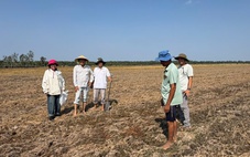 Khoảng 70% rơm phân hủy chỉ trong một tuần phun chế phẩm sinh học