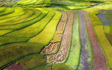 Sở hữu 'tứ trấn gạo ngon', Lai Châu làm gì để hút đầu tư, mở đường xuất khẩu?