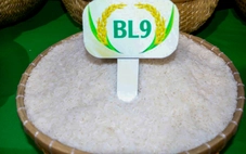 Gạo BL9 lúa tôm Cà Mau đoạt giải gạo ngon nhất Đồng bằng sông Cửu Long