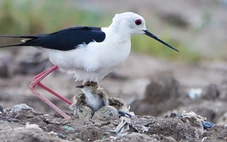 Những mỹ nữ chân dài lại về làm rộn ràng khu lấn biển Rạch Giá