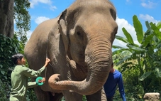 'Dấu chân voi hạnh phúc' và cách khai thác du lịch không cưỡi voi