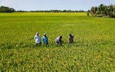 Đẩy mạnh liên kết để nâng giá trị hạt gạo Cà Mau