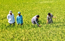 Đẩy mạnh liên kết để nâng giá trị hạt gạo Cà Mau