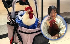 Trung Quốc rộ mốt nuôi gà làm thú cưng, cưng chiều như em bé