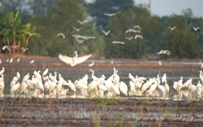 Biến chim trời thành thứ trên bàn ăn, các nền tảng số không vô can