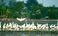 Biến chim trời thành thứ trên bàn ăn, các nền tảng số không vô can