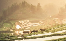 Việt Nam có đủ mọi thứ: từ sự bình yên, đa dạng trải nghiệm và hợp túi tiền