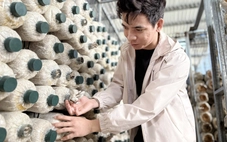 Kỹ sư về quê trồng nấm sạch
