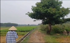 Mưa dông, một nông dân đi làm ruộng bị sét đánh tử vong