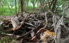 Thu giữ 122 cây muội hồng trong vườn nhà dân ở Thanh Hóa, kiểm lâm đã xử phạt 30 vụ vi phạm