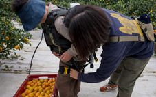 Dịch vụ cho thuê robot hỗ trợ lao động nông nghiệp ‘lên ngôi’