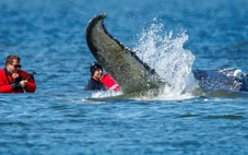 Đức nỗ lực giải cứu cá voi nặng 12 tấn mắc kẹt 1 tháng trên bãi cát