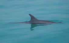 Cá heo bơi vào sát bờ biển, người dân Lý Sơn thích thú