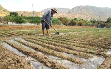 Nước về 'rốn hạn', hồi sinh vùng đất khát ở Ninh Thuận