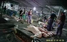 Chưa chứng minh được sự câu kết giữa Cường Phát và đơn vị nhập thịt heo đưa vào trường học