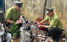 Muội hồng là cây gì mà bỗng gây 'sốt’, cơ quan chức năng phải vào cuộc?